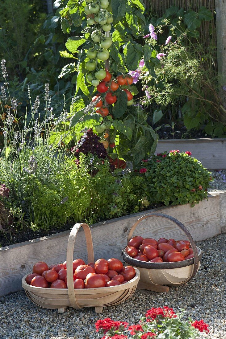 Körbe mit frisch geernteten Tomaten (Lycopersicon)