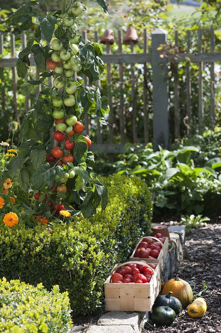 Tomate (Lycopersicon) hinter Buxus (Buchs - Einfassung)