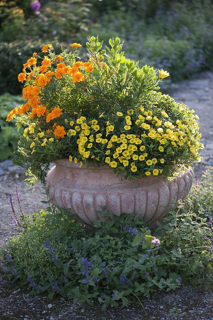 Terrakottaschale im Beet: Osteospermum (Kapkörbchen), Tagetes