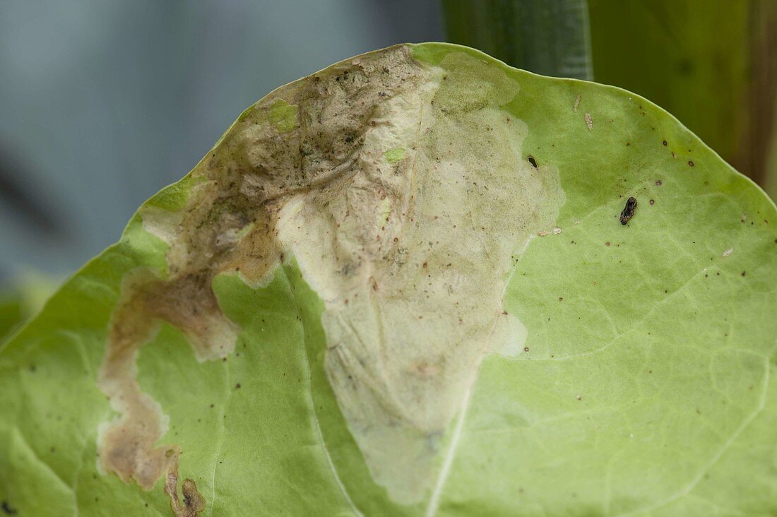 Fraßschaden der Minierfliege (Agromyzidae) an Mangold-Blatt (Beta)