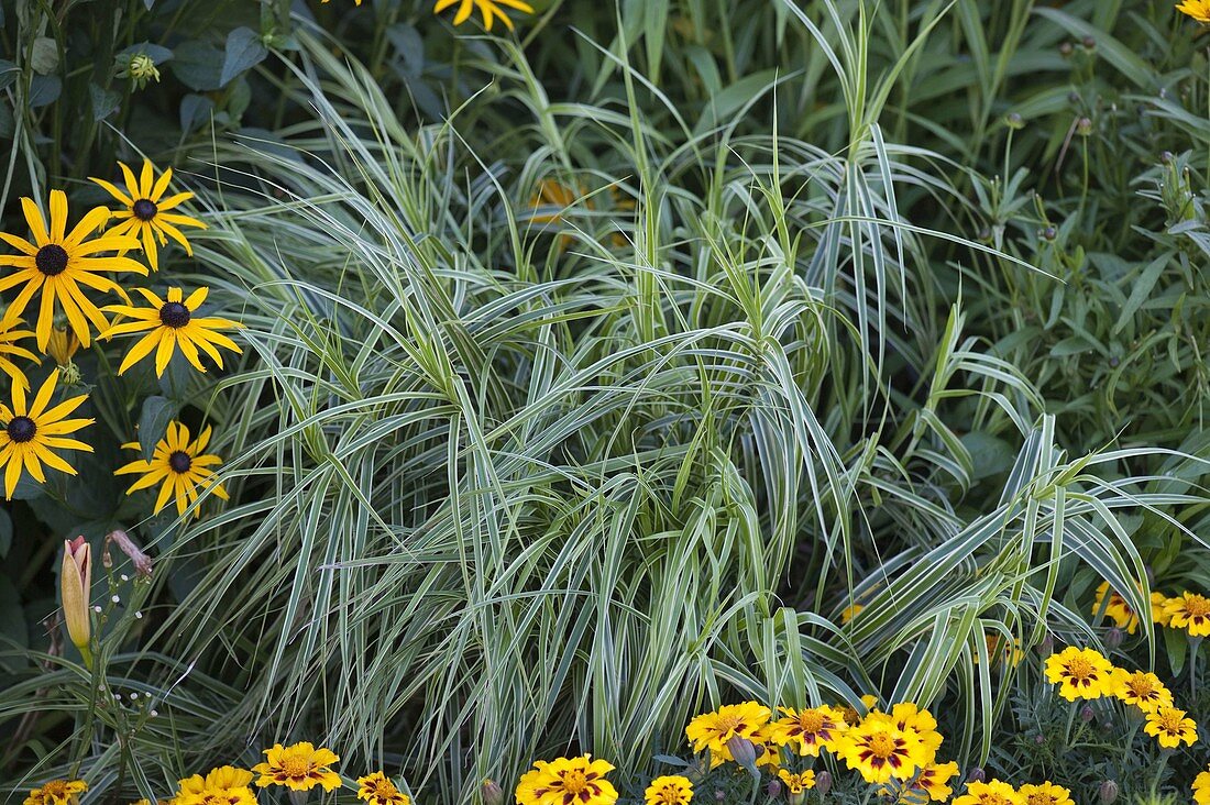 Carex muskingumensis 'Variegata' (Palm sedge)