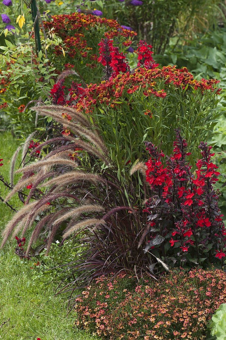 Red late summer border: Helenium 'Rubinzwerg'(Sunflower), Pennisetum