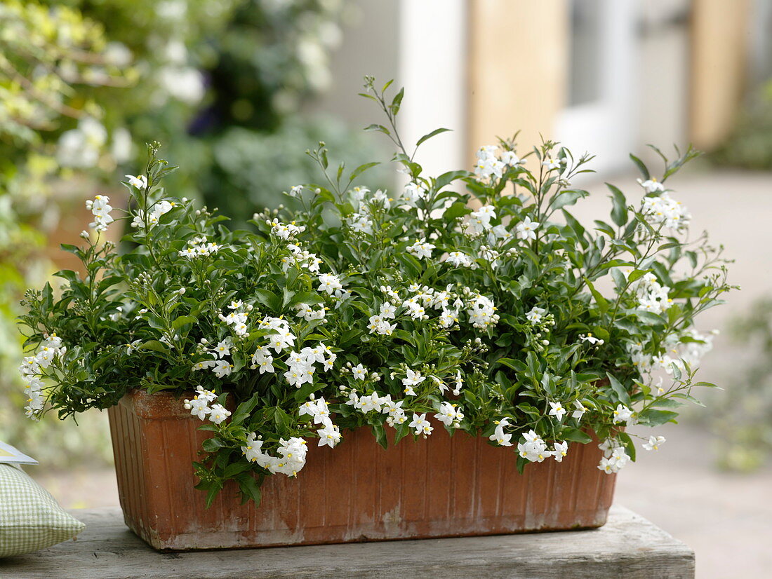 Solanum jasminoides (Jasmin-Nachtschatten) im Kasten