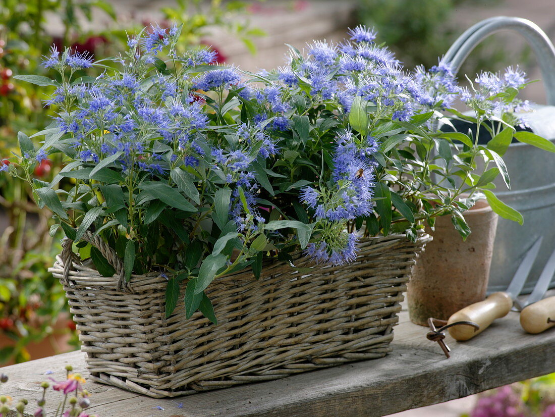 Caryopteris 'Blue Beard' (Bartblumen) in Korb-Kasten gepflanzt