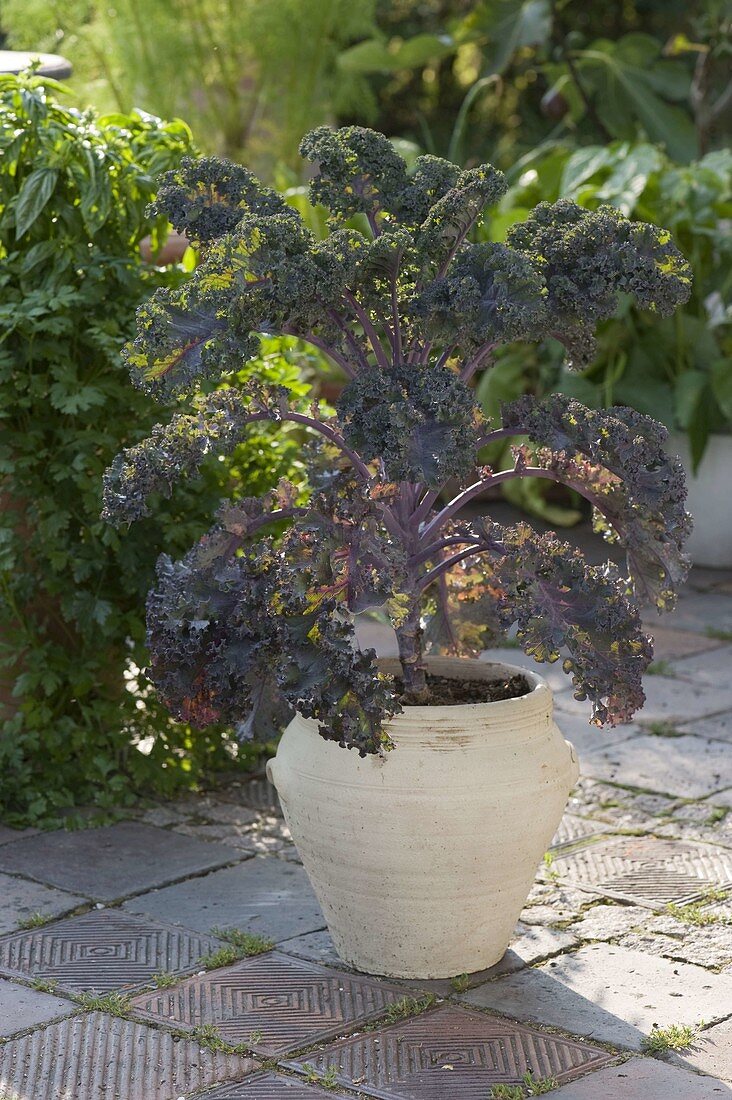 Grünkohl 'Redbor' (Brassica oleracea var. sabellica L.)
