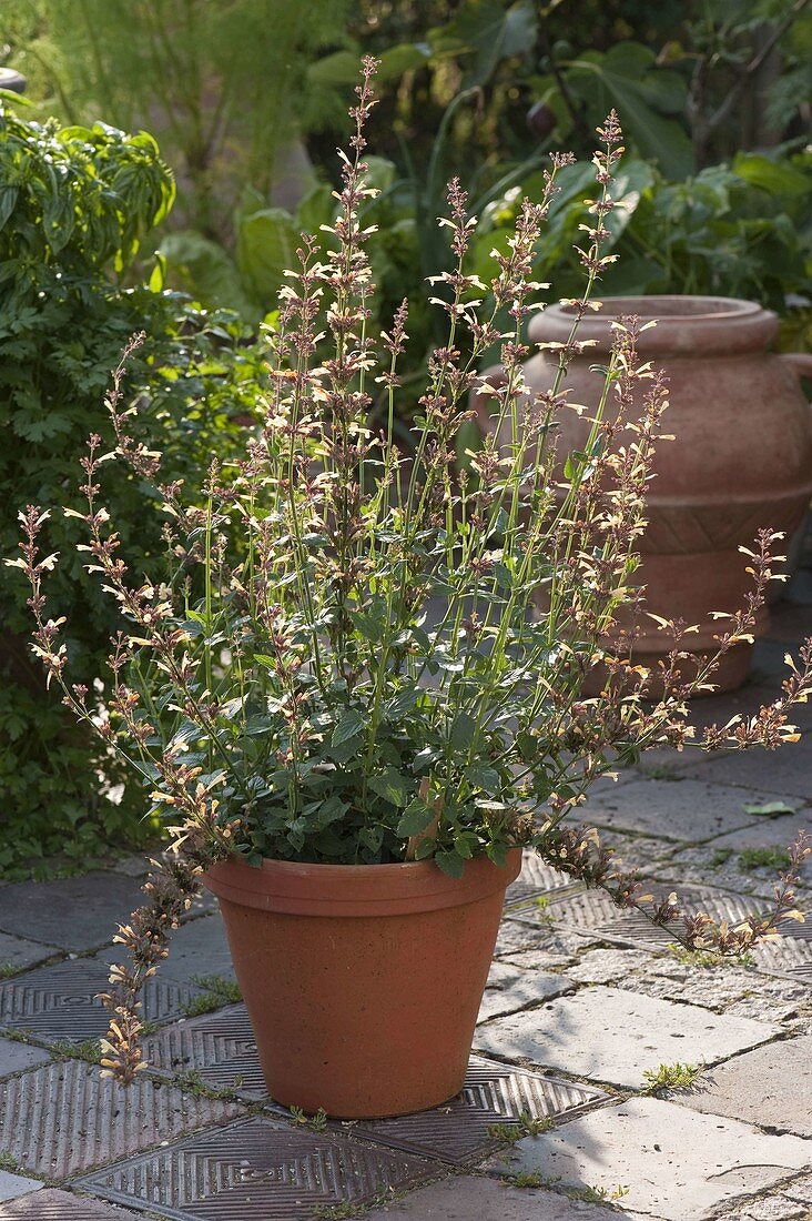 Agastache mexicana 'Summer Glow' (Scented nettle)