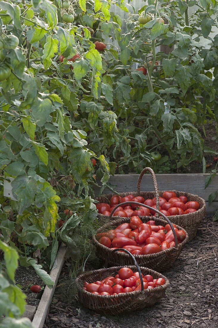 Körbe mit frisch geernteten Tomaten (Lycopersicon) im Tomatenhaus