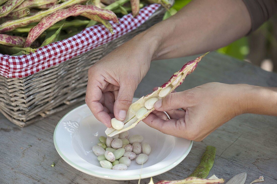 Frisch geerntete Körnerbohne 'Rote Kiebitzbohne' (Phaseolus vulgaris)