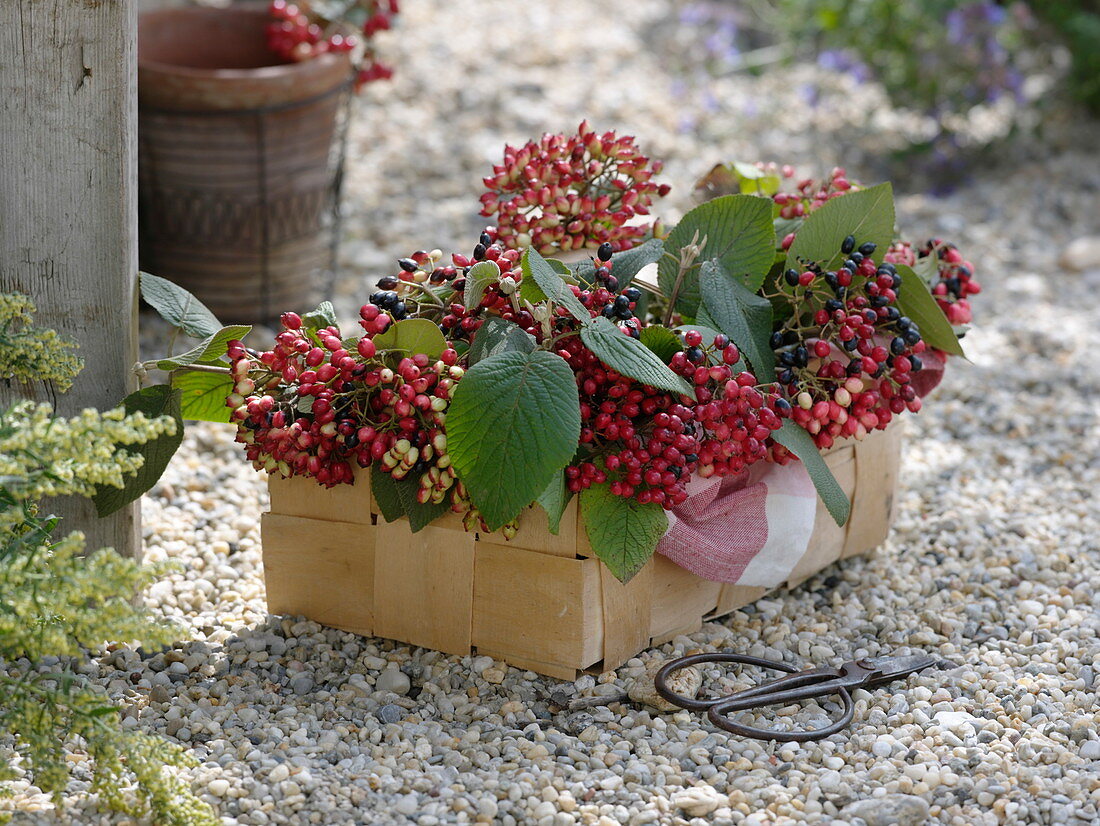 Basket with fruiting plants of Viburnum lantana (Wooly Snowball)