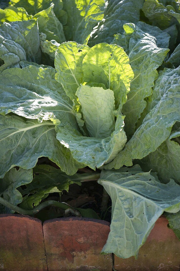 Chinakohl (Brassica rapa subsp. pekinensis) im Gemüsebeet