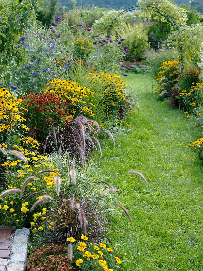 Rudbeckia fulgida 'Goldsturm' (coneflower), Helenium 'Moerheim Beauty'