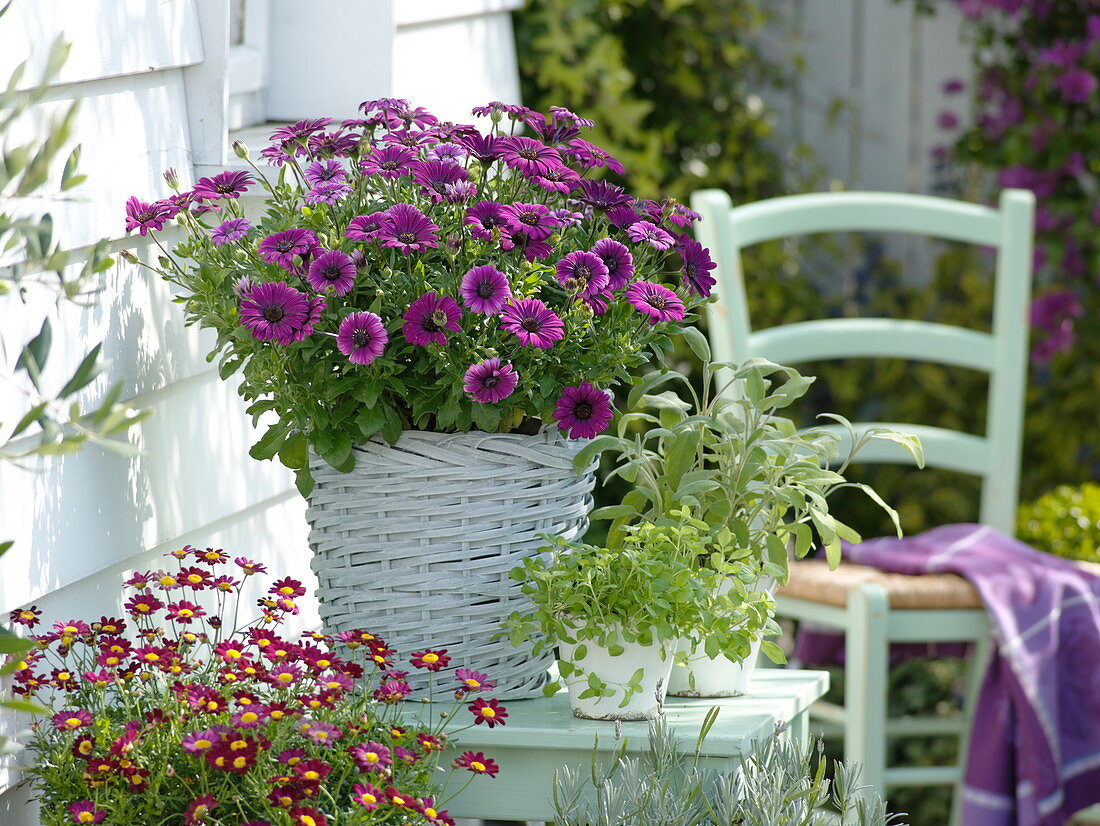 Osteospermum 'Lavenderrose' (Kapkörbchen), Argyranthemum 'Meteor Red'