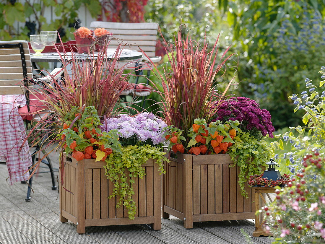 Box planted with autumn flowers: Imperata cylindrica 'Red Baron'