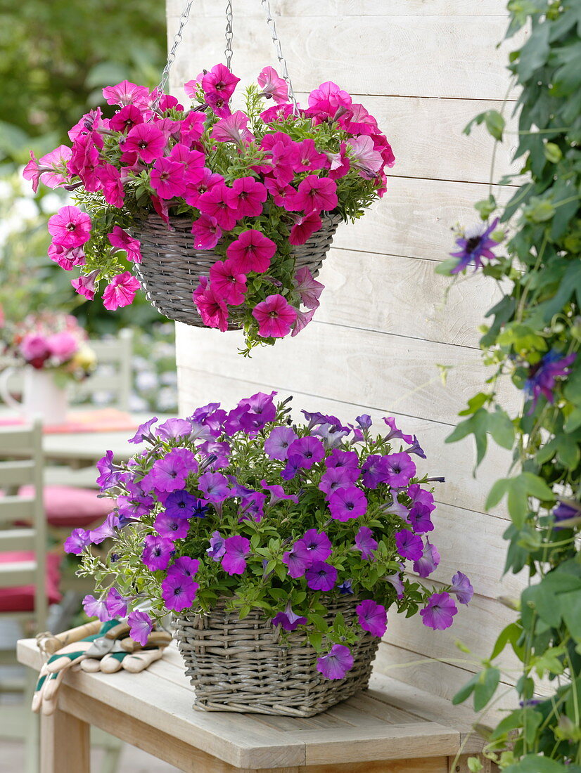 Petunia 'Bingo Neon Pink', Sweet Pleasure 'Four weeks Medium Orchid'