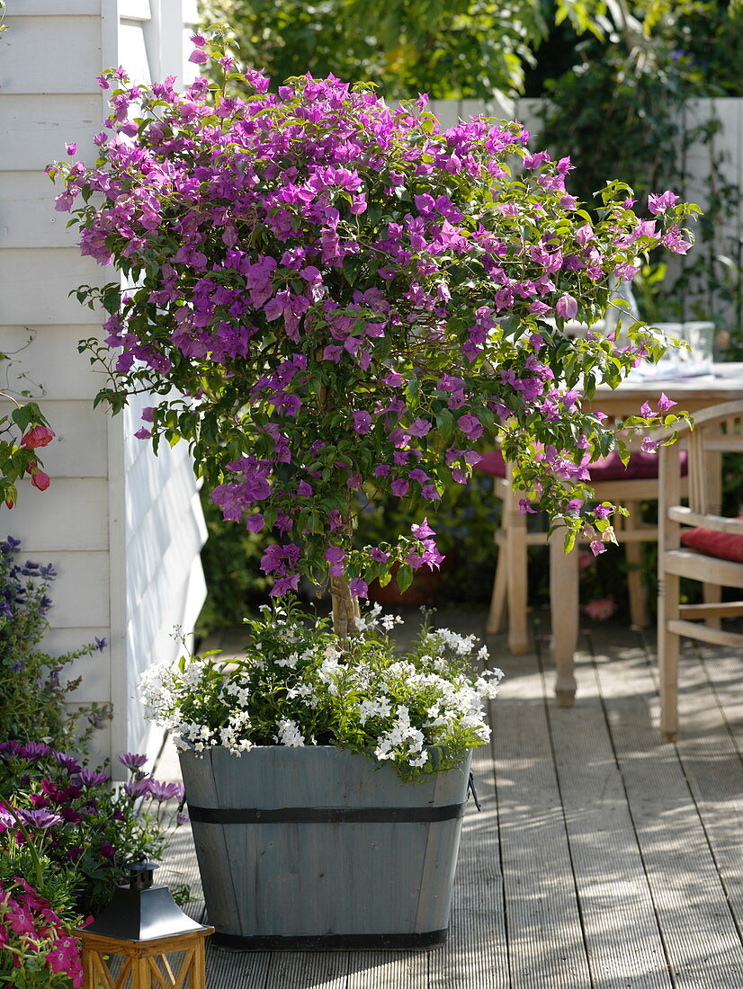 Bougainvillea underplanted with Solanum jasminoides