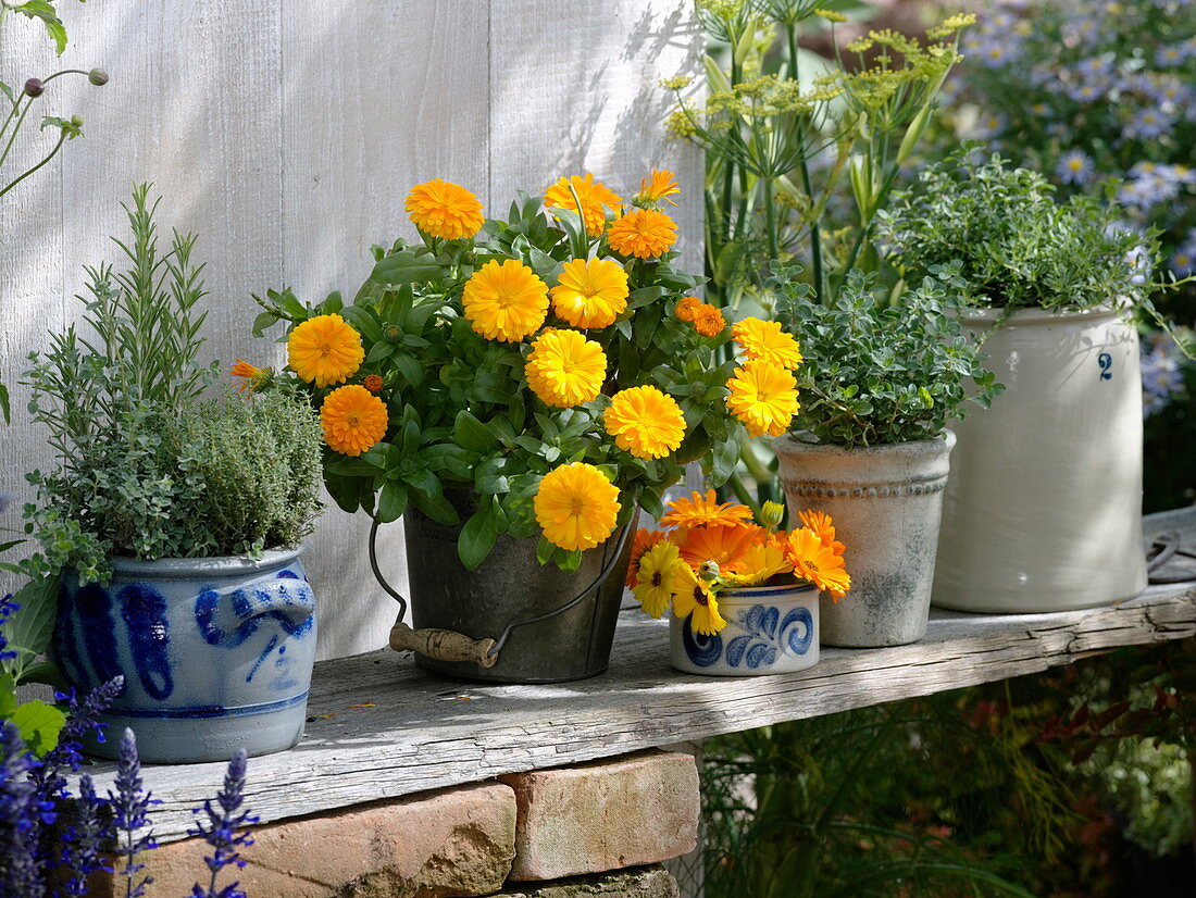 Calendula officinalis (Ringelblumen), Thymian (Thymus), Oregano