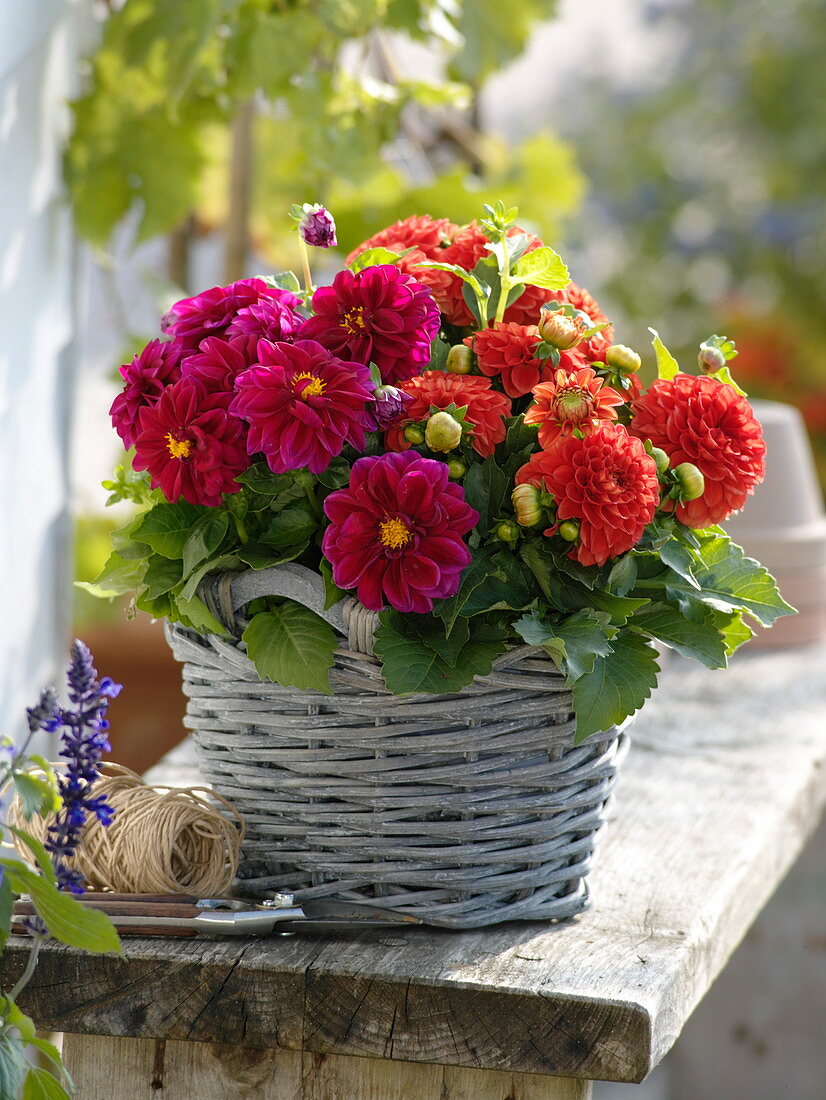 Dahlia Starlias 'Burgundy' and 'Redorange' (pot dahlia) in basket