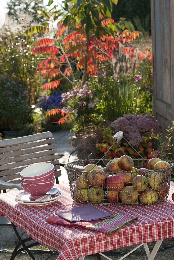 Korb mit frisch geernteten Äpfeln (Malus) auf Terrassentisch