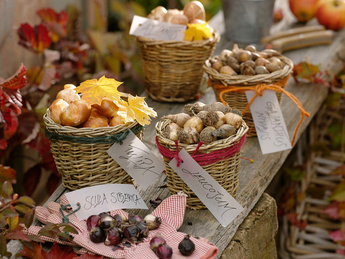 Flower bulbs in small baskets for planting in autumn