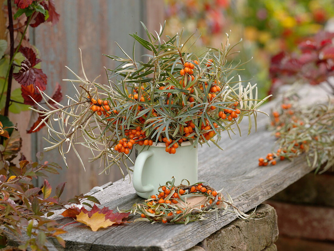 Bouquet and wreath of Hippophae rhamnoides in the enamel pot