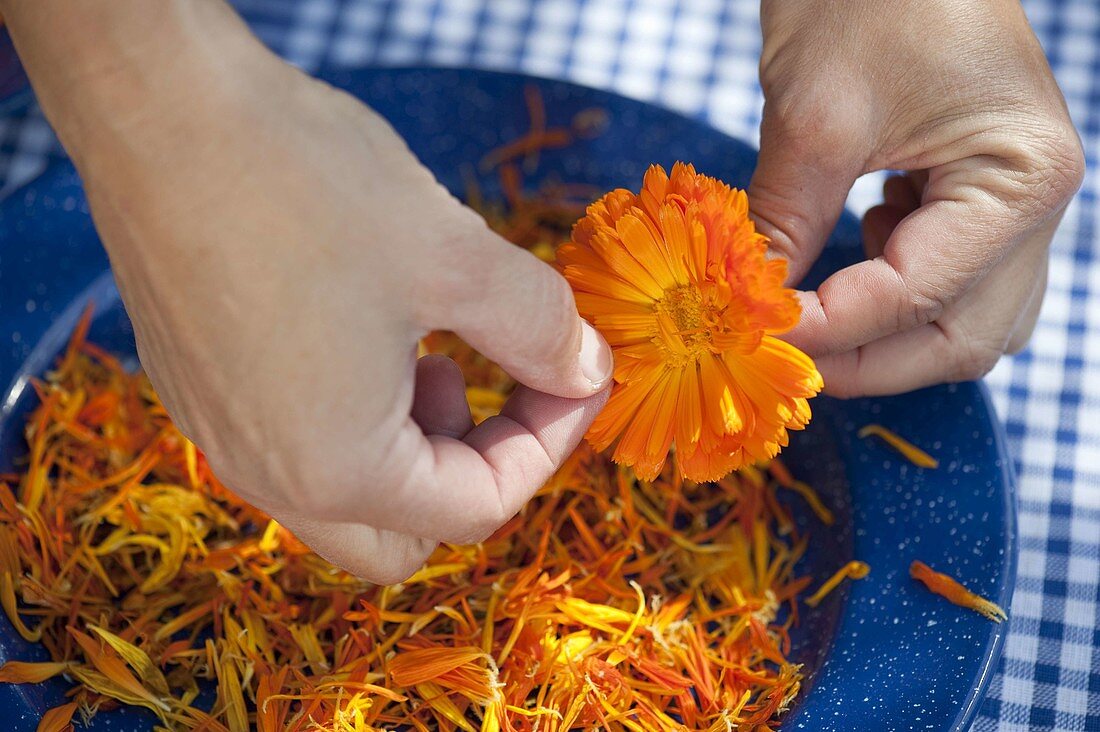 Drying the petals of marigolds (1/3)