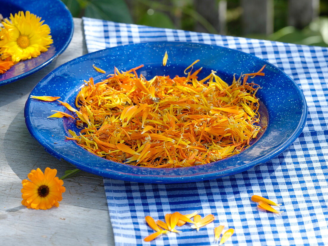 Dry petals of marigolds