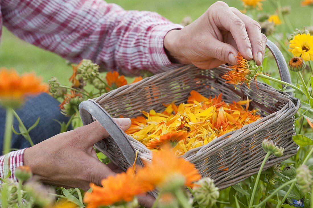 Blütenblätter von Calendula (Ringelblumen) abzupfen zum trocknen