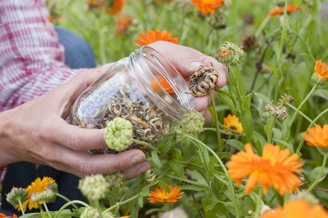 Samen ernten von Calendula (Ringelblumen)