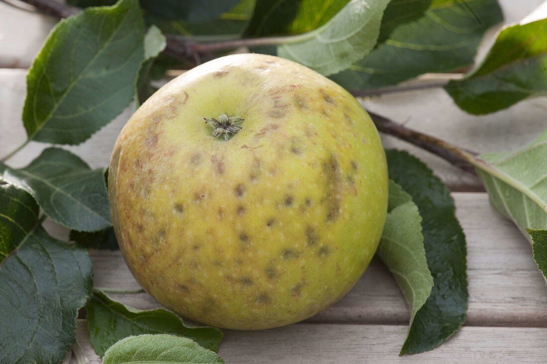 Old apple variety 'Jacob Lebel' (Malus) with stipple spots