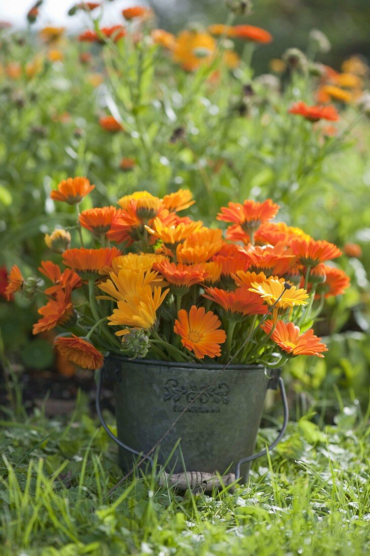 Bouquet of calendula (marigolds) in tin bucket in the grass