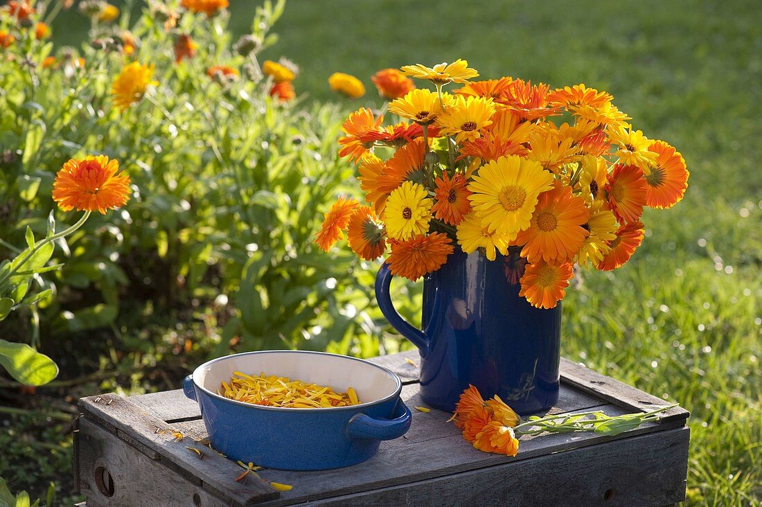 Bouquet of calendula (marigolds) and bowl of harvested petals