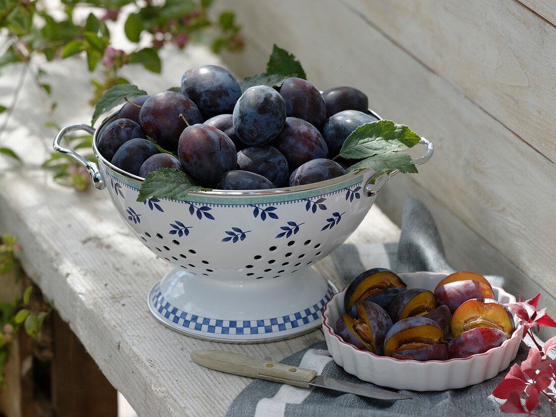 Freshly harvested plums (Prunus domestica) in kitchen sieve