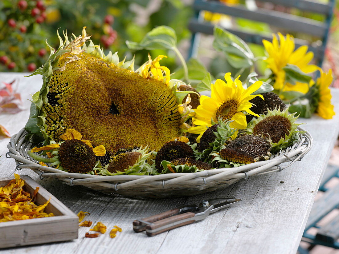 Faded flower heads of Helianthus (sunflower) for seed harvest