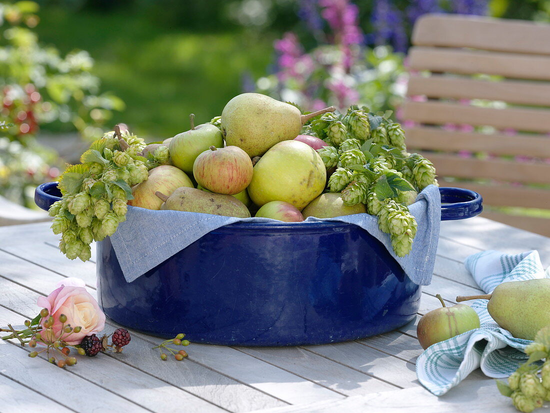 Blue enamel pot with humulus (hops), freshly harvested apples (Malus)