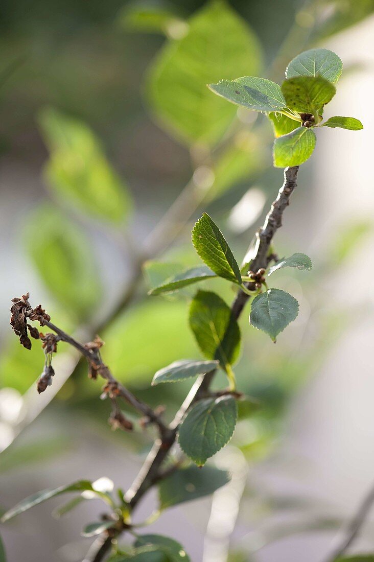 Monilia - spike drought on cherry tree (Prunus)