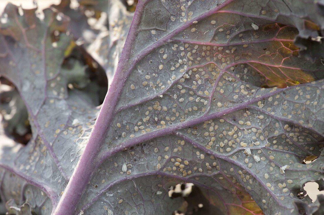 Cabbage moth scale, white fly (Aleyrodes) on underside of leaves