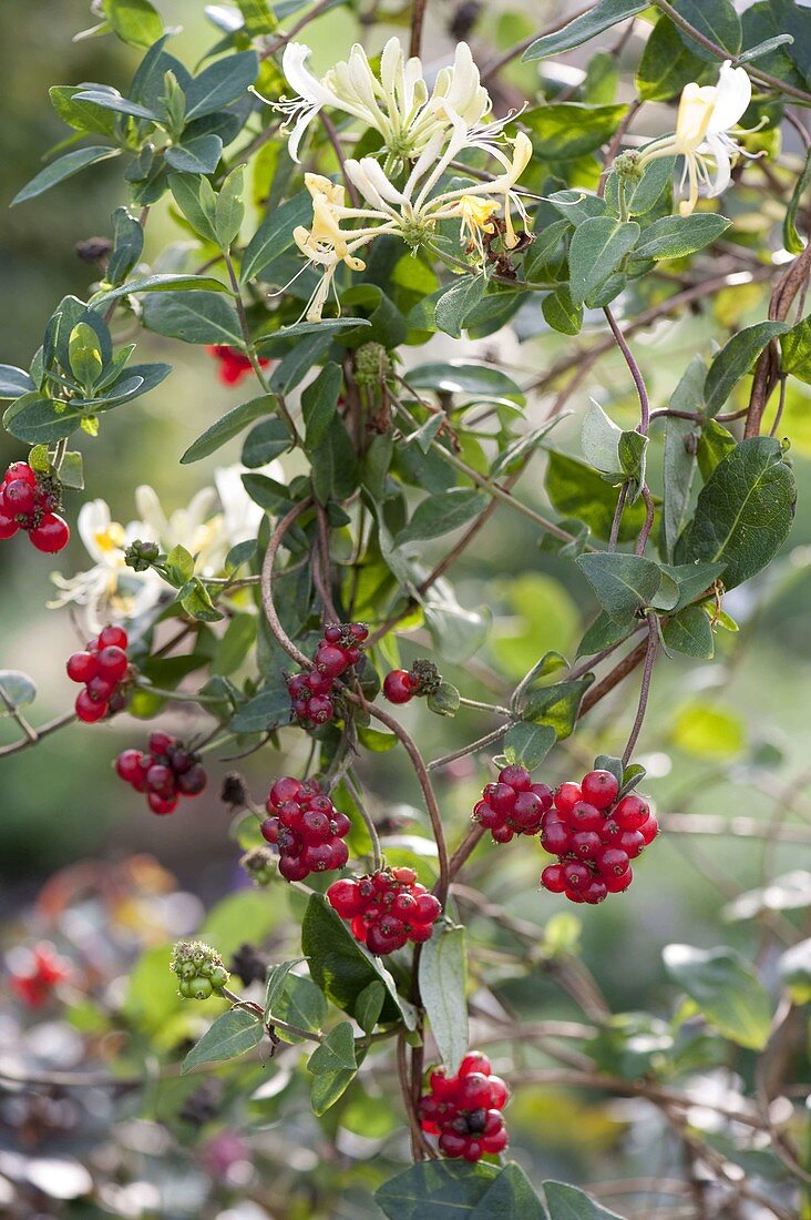 Lonicera periclymenum 'Sensation' (Geißblatt, Jelänger-jelieber) mit Blüten