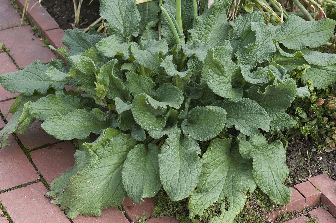 Borage (Borago) at the edge of the flower bed