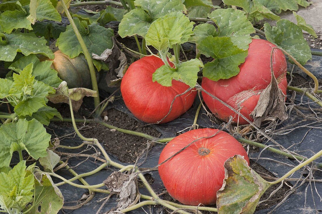 Pumpkin 'Red Centner' (Cucurbita) in flowerbed