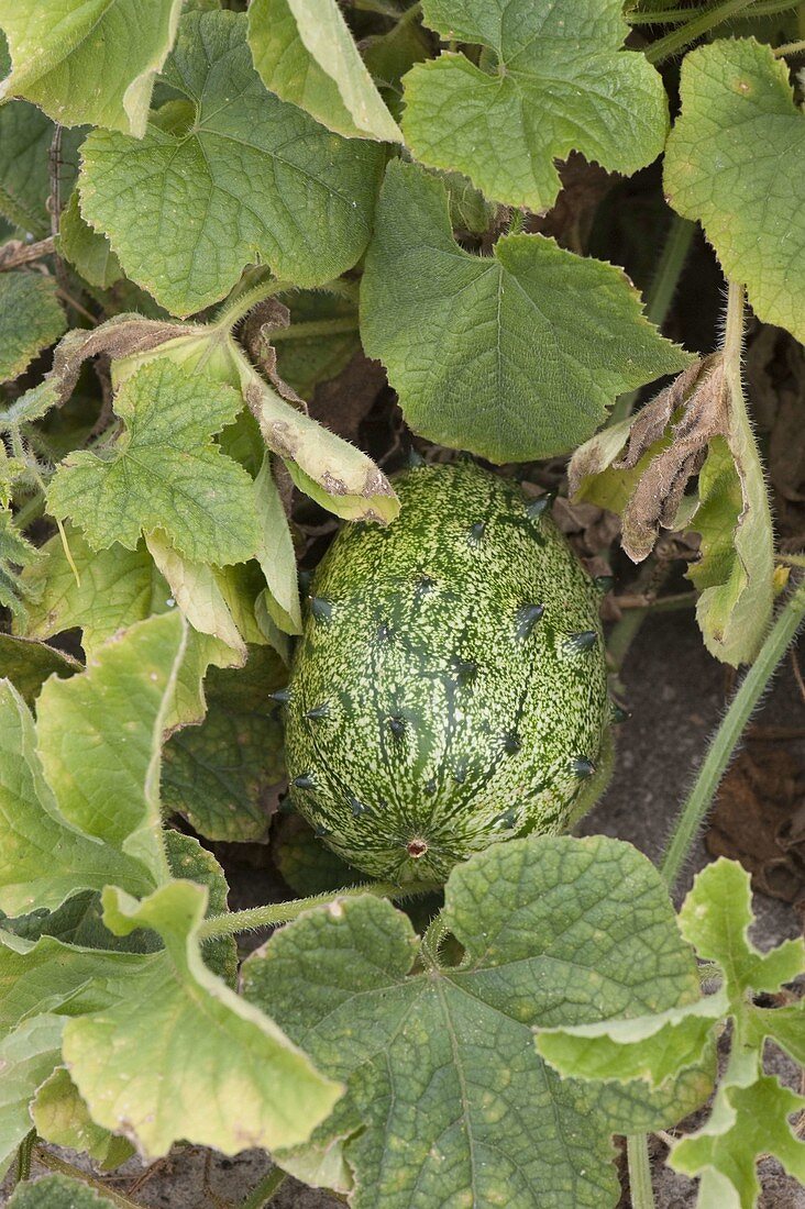 African cucumber