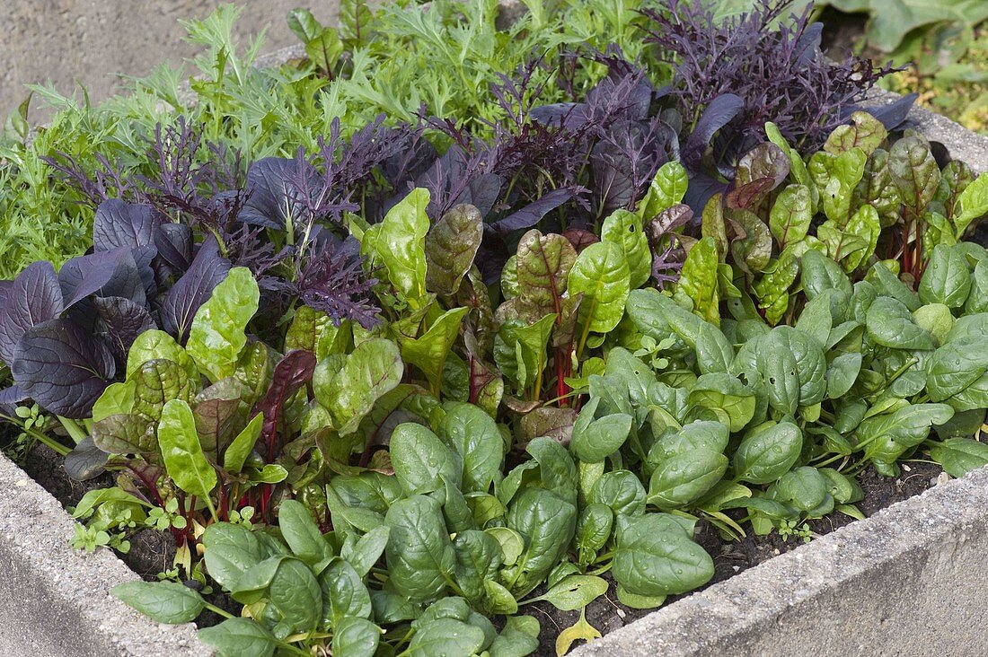 Vegetablebed with Asian salads, Swiss chard (Beta) and spinach (Spinacia)