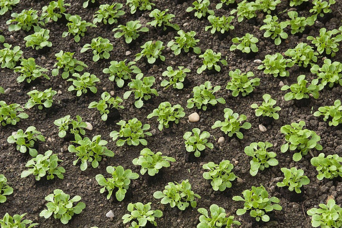 Feldsalat (Valerianella locusta)