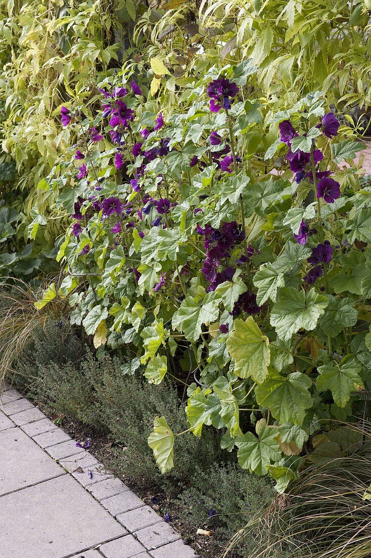 Malva silvestris (wild mallow), thyme (Thymus)