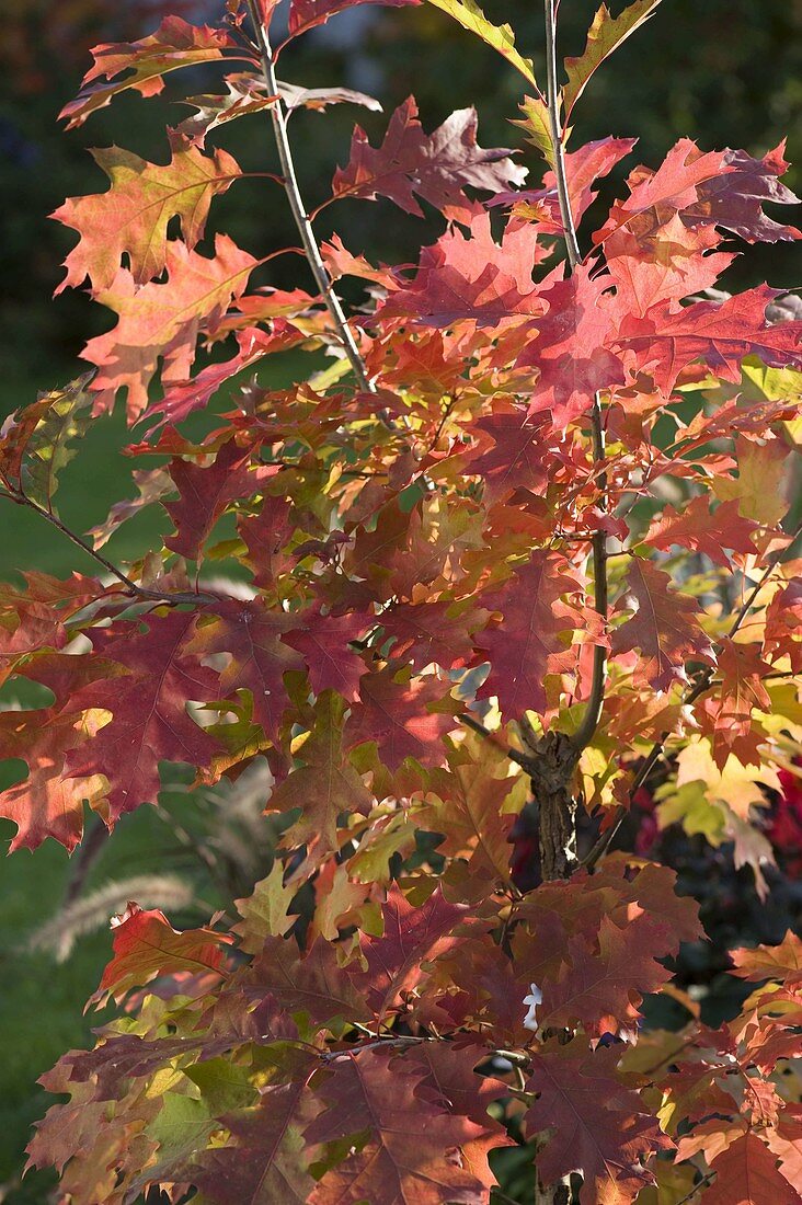 Quercus rubra (American red oak)