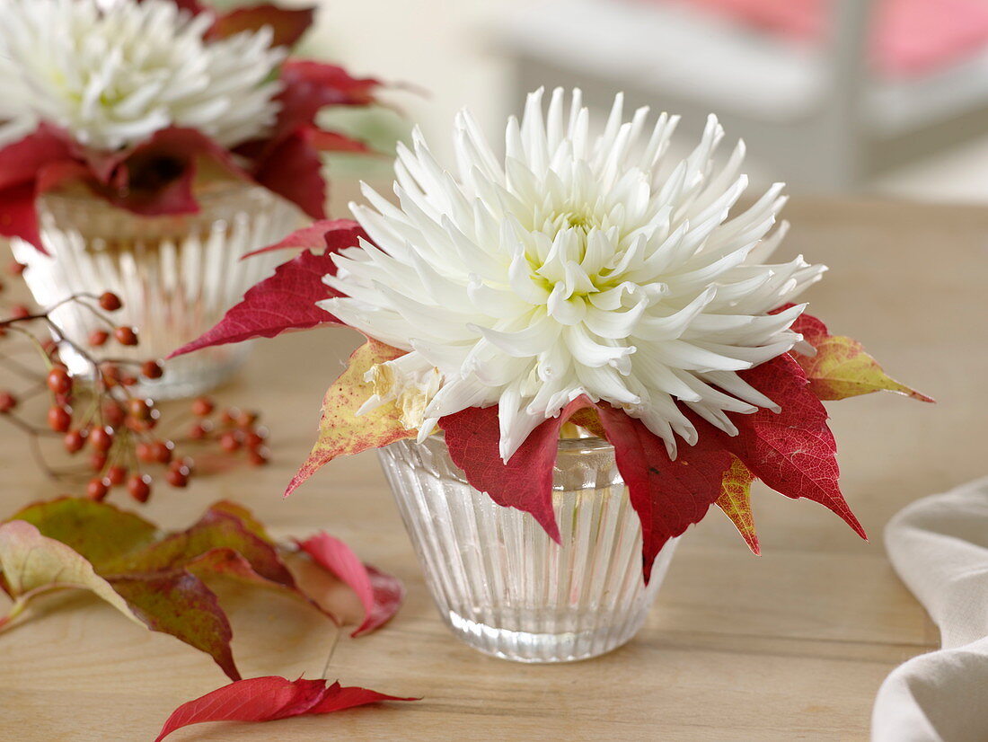 Dahlia 'My Love' (cactus dahlia), leaves of Parthenocissus (wild vine)