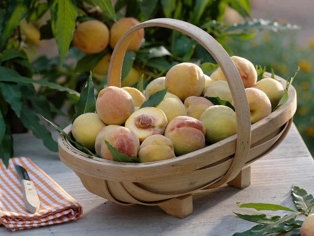 Freshly harvested peaches (Prunus persica) in a basket