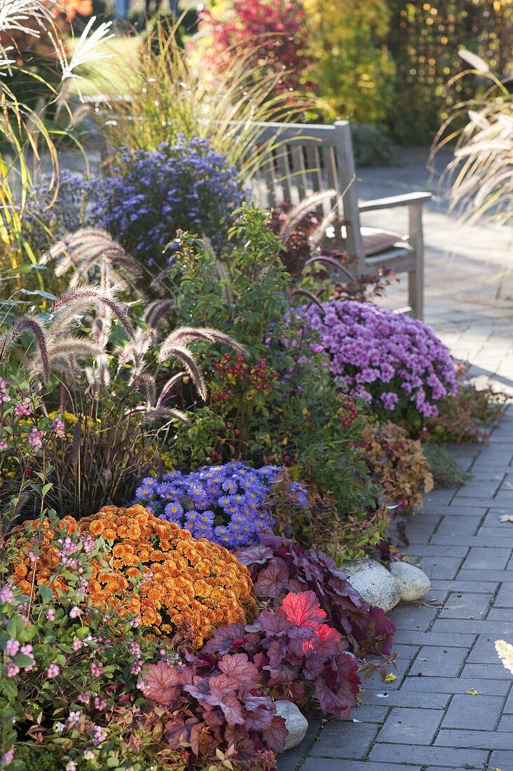 Autumn bed with Chrysanthemum (autumn chrysanthemum), Heuchera