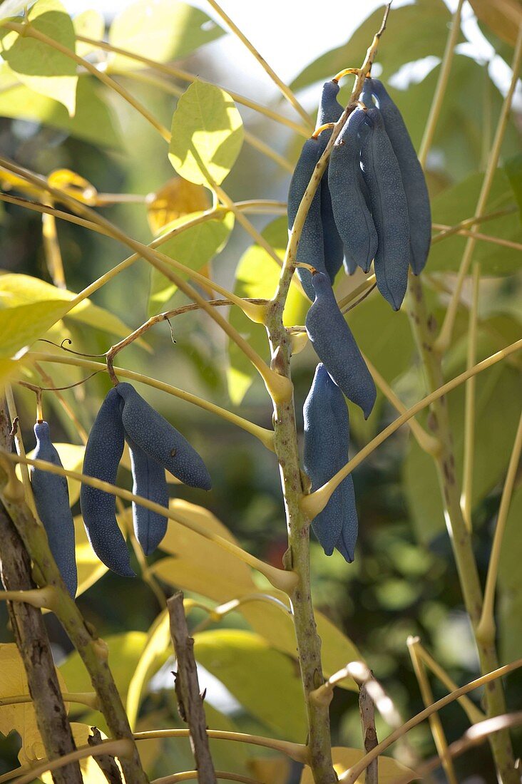 Früchte von Decaisnea (Blauschotenstrauch)