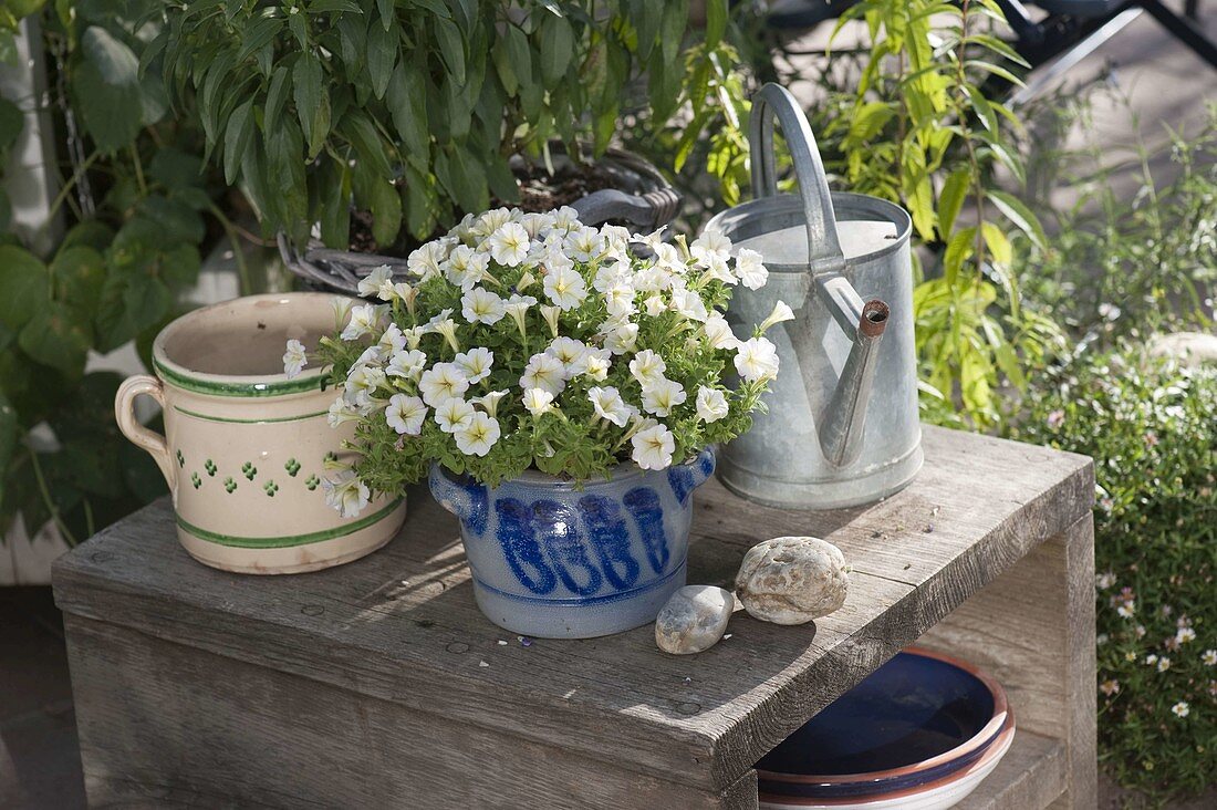 Petunia (petunia) in salt glaze pot, Salvia farinacea (flour sage)