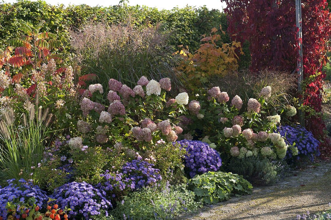 Aster dumosus 'Sapphire', Hydrangea 'Limelight'